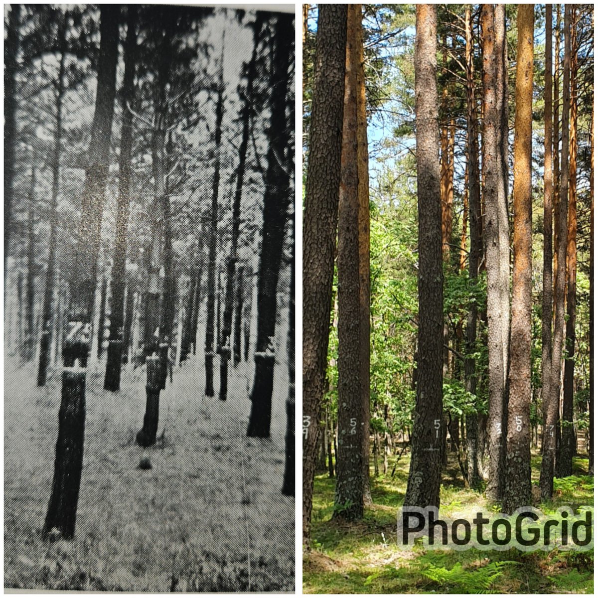 97 años separan estas dos fotos. La antigua (1931) es d una plantación joven de Pinus radiata n Lezama (Vizcaya), la moderna (2024) d un fustal maduro de P.sylvestris en Rascafría. Q tienen en común? Ambas son (o han sido) parcelas permanentes d la red <a href="/INIA_es/">INIA-CSIC</a>. Va hilo largo 1/n