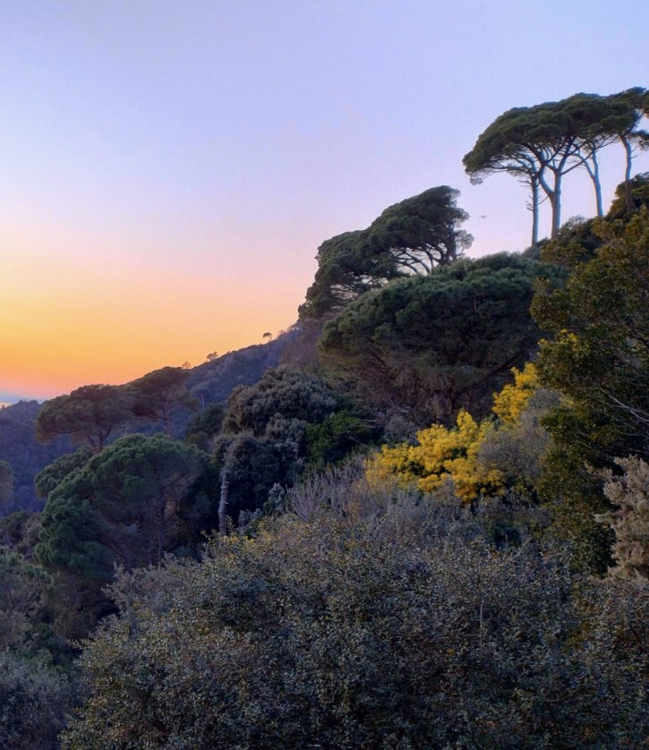 Mimosa selvatica. 

#8marzo
#parcodiportofino #montediportofino #lamialiguria
