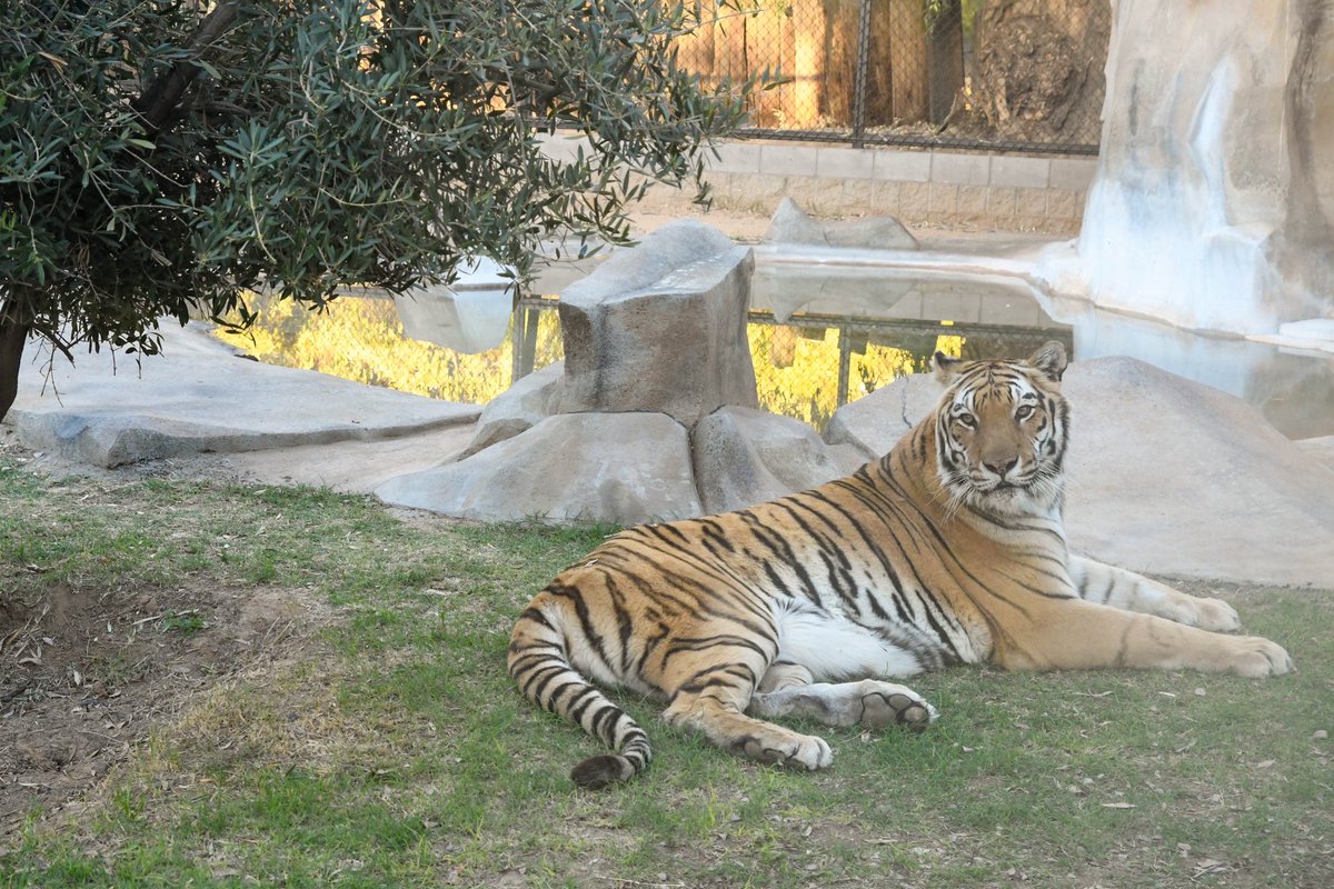 ZooWildlife's tweet photo. Celebrate #caturday by getting face to face with our beautiful Bengal Tigers in their BRAND NEW exhibit! πΎ
#newatthezoo #springbreak #newexhibit #westvalleyaz #familyfun #tigers #bengaltiger #thingstodo https://t.co/MNLP5QDs7D