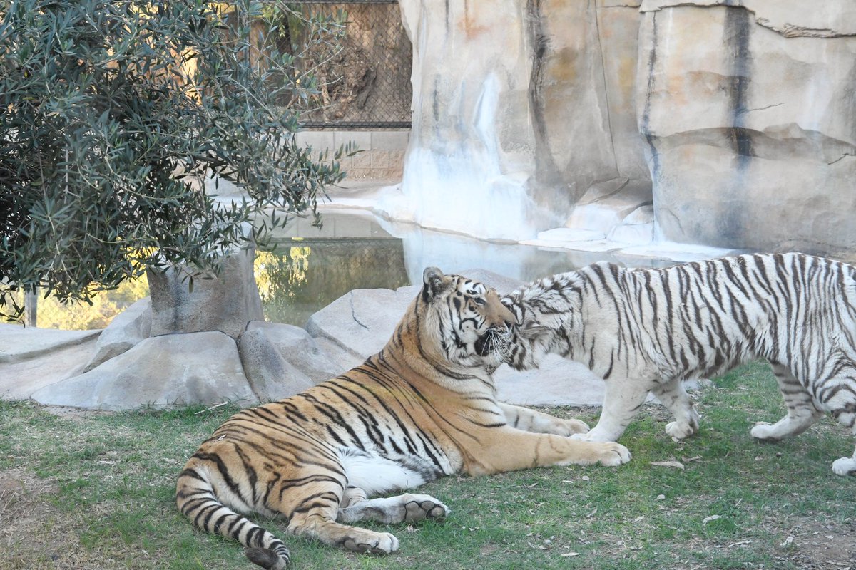 ZooWildlife's tweet photo. Celebrate #caturday by getting face to face with our beautiful Bengal Tigers in their BRAND NEW exhibit! πΎ
#newatthezoo #springbreak #newexhibit #westvalleyaz #familyfun #tigers #bengaltiger #thingstodo https://t.co/MNLP5QDs7D