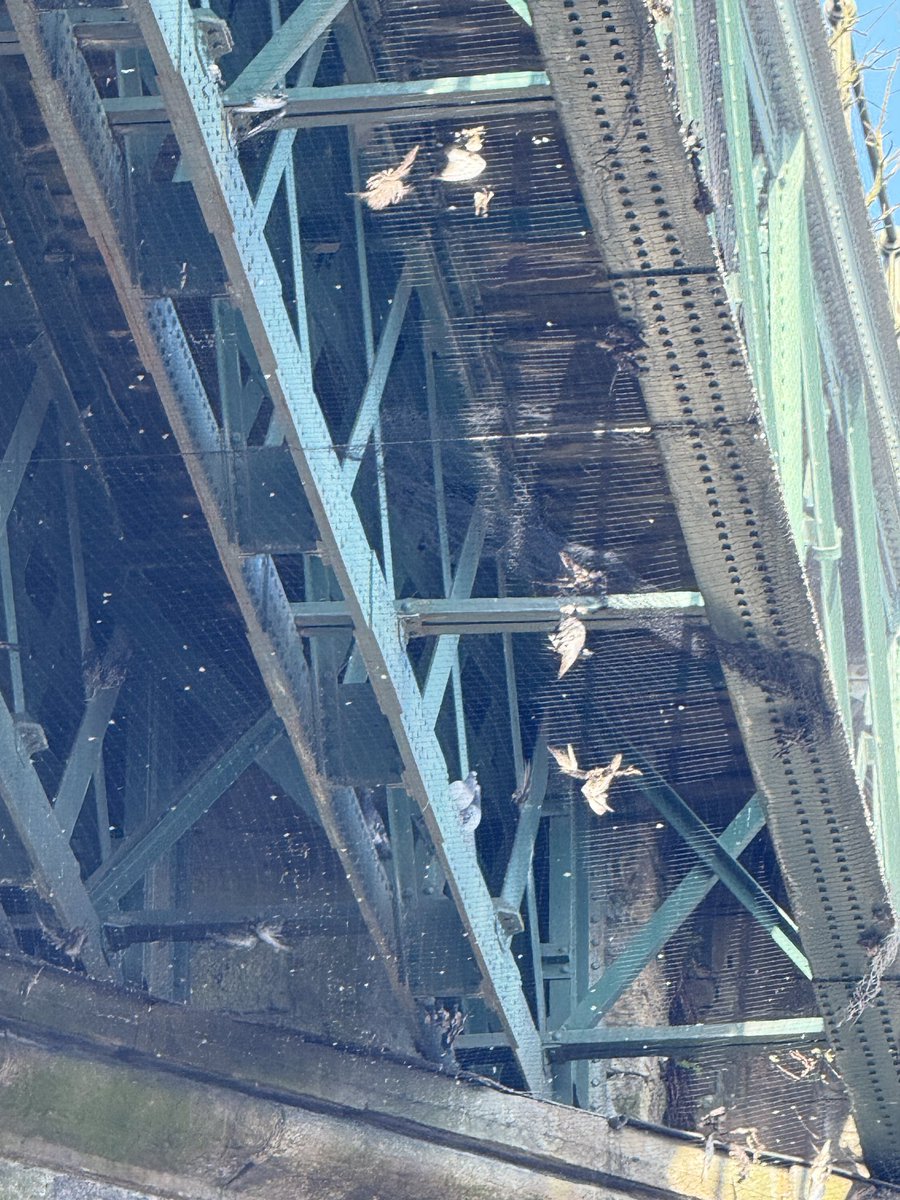 HolmfirthPhoto1's tweet photo. Is this right?
Dead birds caught in pigeon netting over a section of road under the railway bridge in Huddersfield.. trapped and left to die in the most inhumane way. The section of bridge in question is over Longroyd Lane @northernassist @RSPCA_official @Carolinenewsome https://t.co/itGt64ESyj