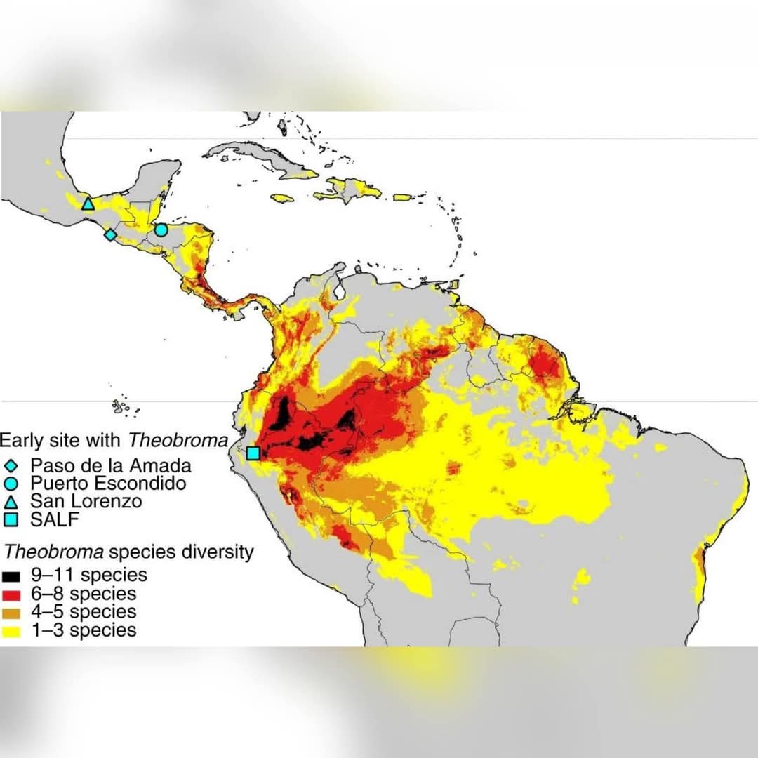¿El cacao no se domesticó en lo que hoy es México? 🇲🇽 
Nuevas investigaciones han revelado que el cacao no se domesticó primero en Mesoamérica, como se creía, sino en la región alta del Amazonas, en el noroeste de Sudamérica. Evidencia arqueológica del sitio Santa Ana-La Florida,
