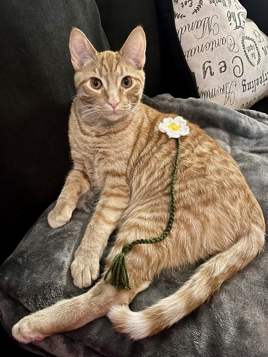 N.J. Gallegos is Dr. Spooky 👻💉💊 tweet media