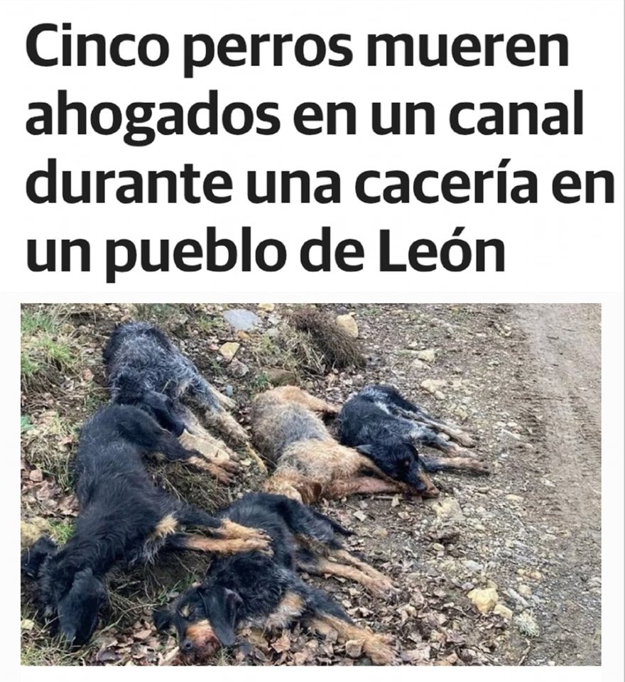 Los cazadores, esos seres de luz.