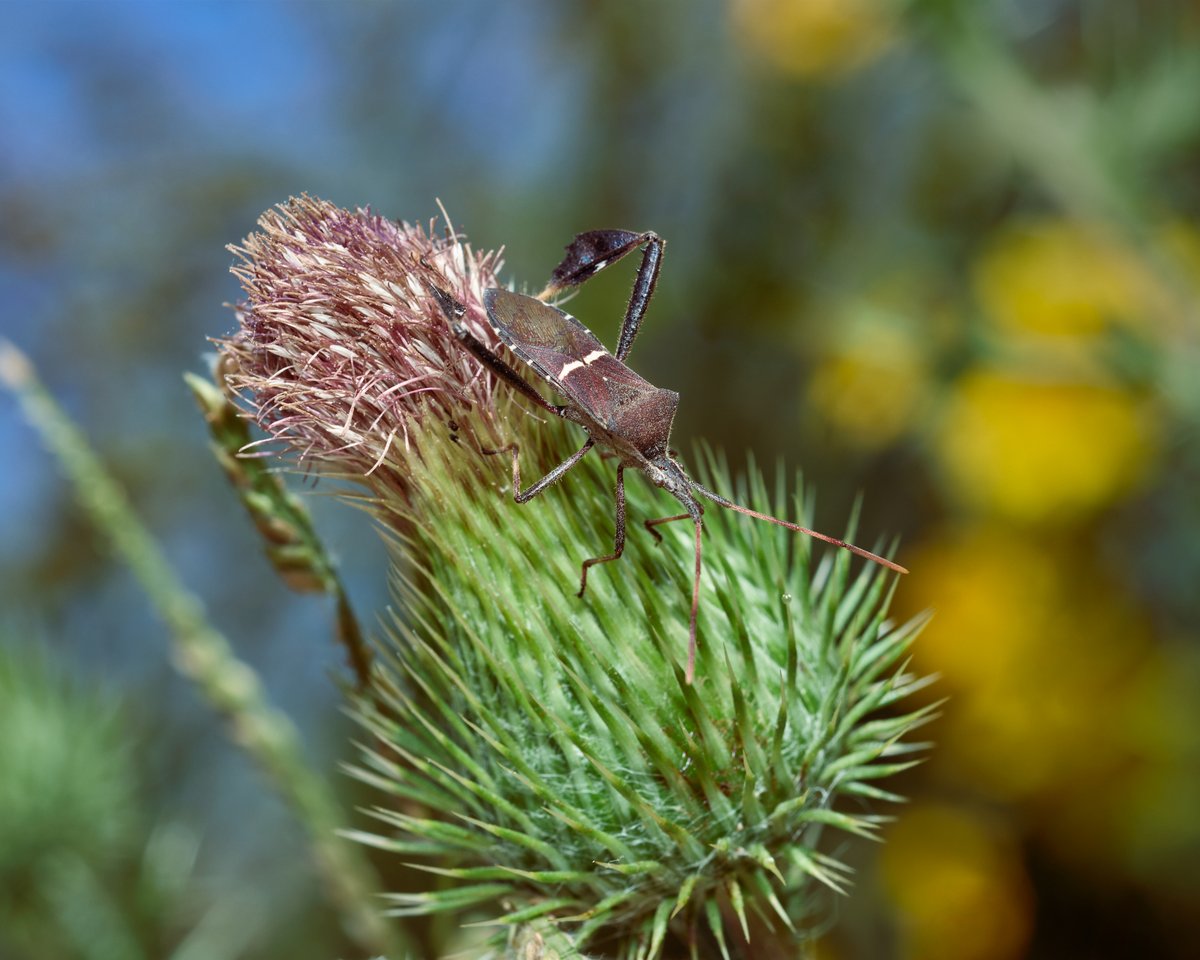 lowbassphotog's tweet photo. This flower has a shield #easternleaffootedbug #photography #wildlifephotography #animalphotography #bug #bugs #truebug #macro #macrophotography #closeupphotography #insect #insects #insectphotography #bugphotography #apppicoftheweek #canonfavpic #captureone https://t.co/nSlObokhdy