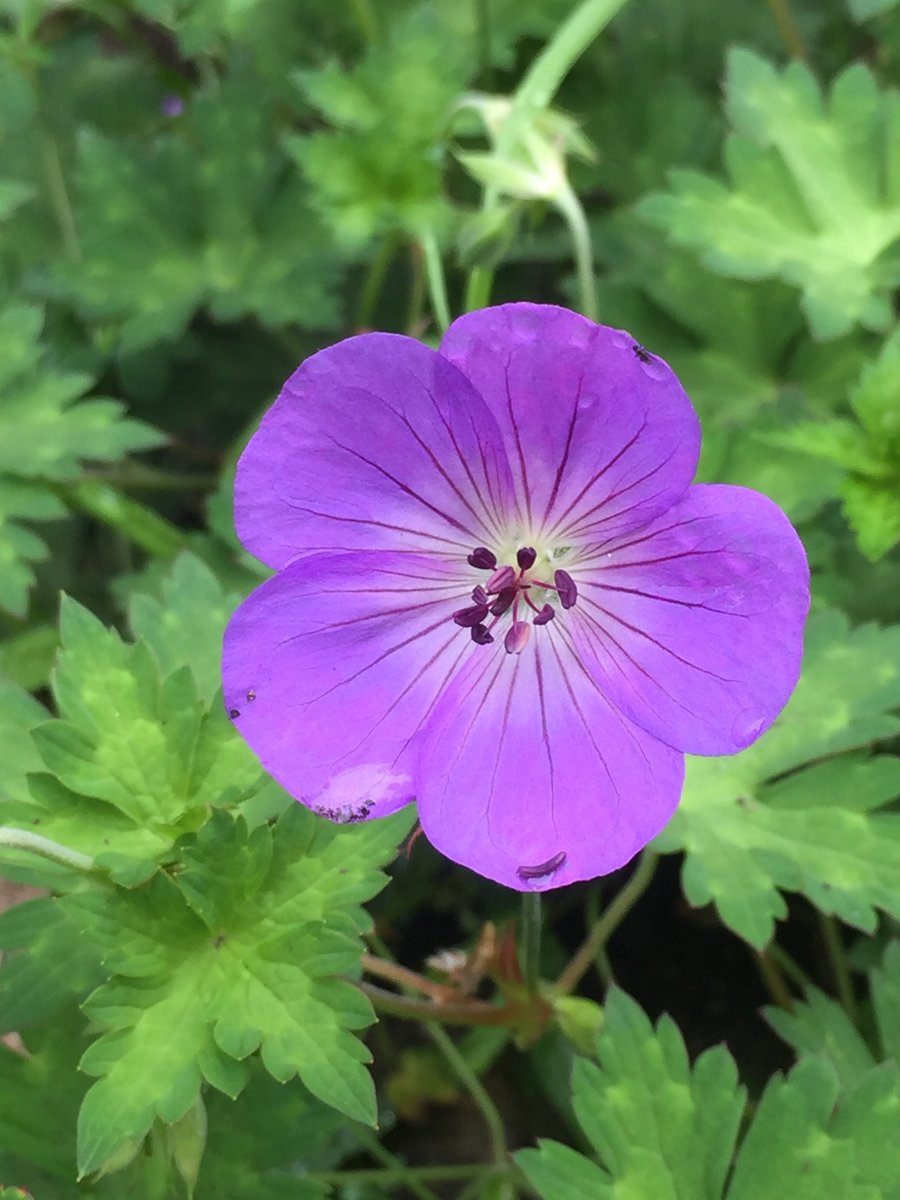 Happy #InternationalWomensDay 
to all women!

To quiet women 
To loud women 

To artists &amp; scientists 
To workers &amp; caregivers 

To unique women 
Those who disrupt 
And those who collaborate 

To mothers &amp; daughters &amp; sisters

To all who support equality 

🪻🪻🪻

#WomensDay2025