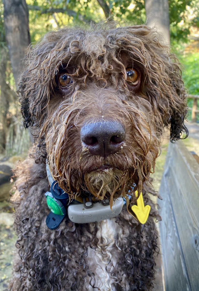 Manuel Costillo tweet media