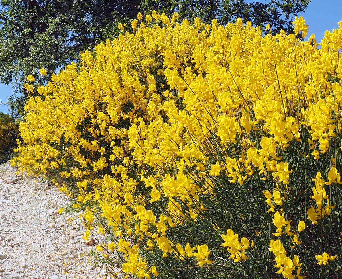 Happy International Women's Day! This is Ginestra (Broom), the early blossoming flower, representing March 8th.