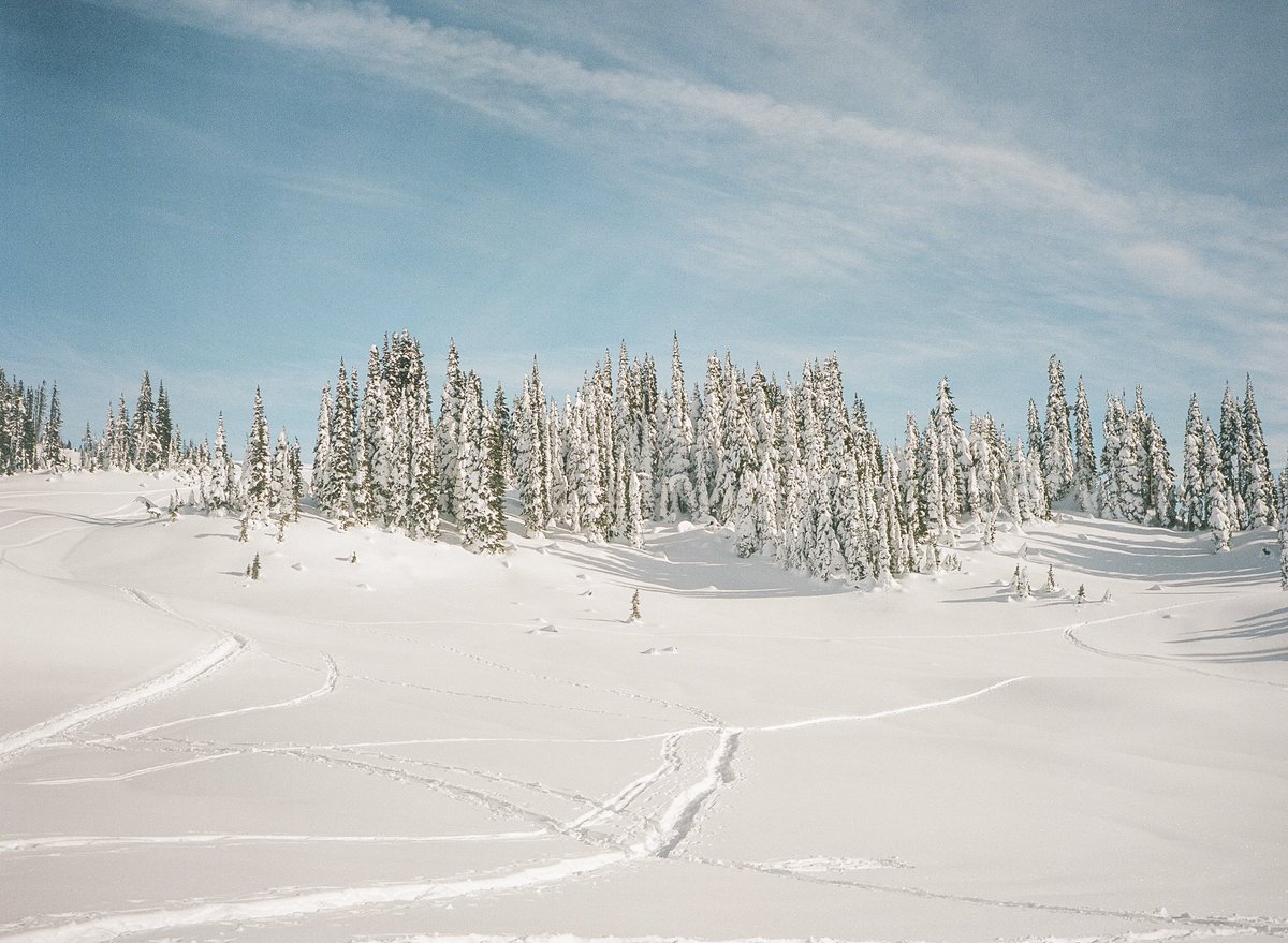 Blue bird day on medium format 🎞️