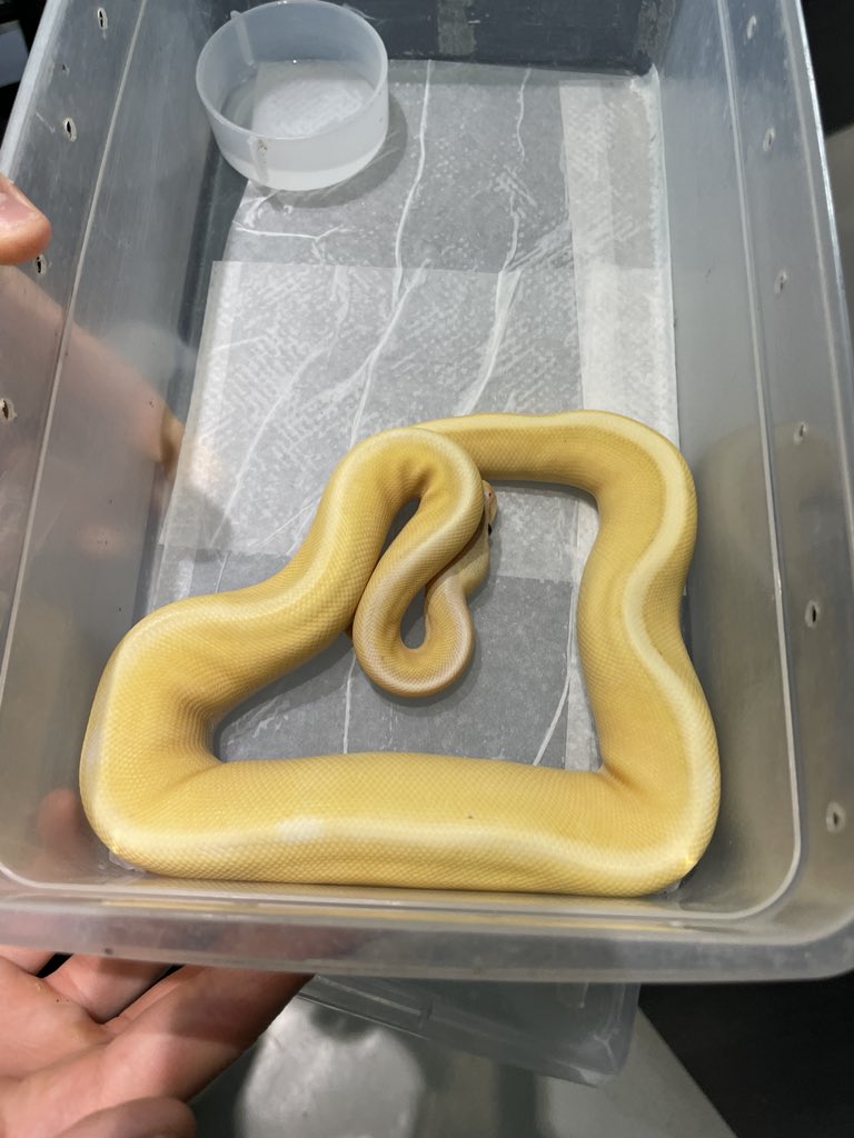 福利姬K.4iLeNt分享的黄推图片2 - 网红私拍内容