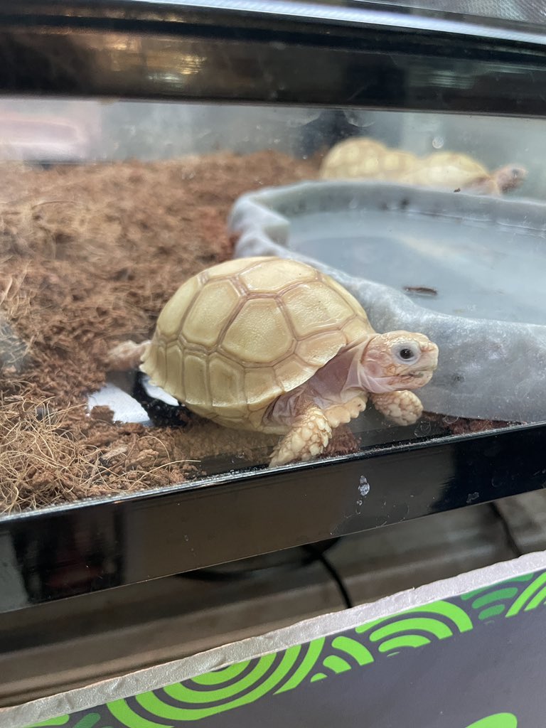 福利姬K.4iLeNt分享的黄推图片3 - 网红私拍内容