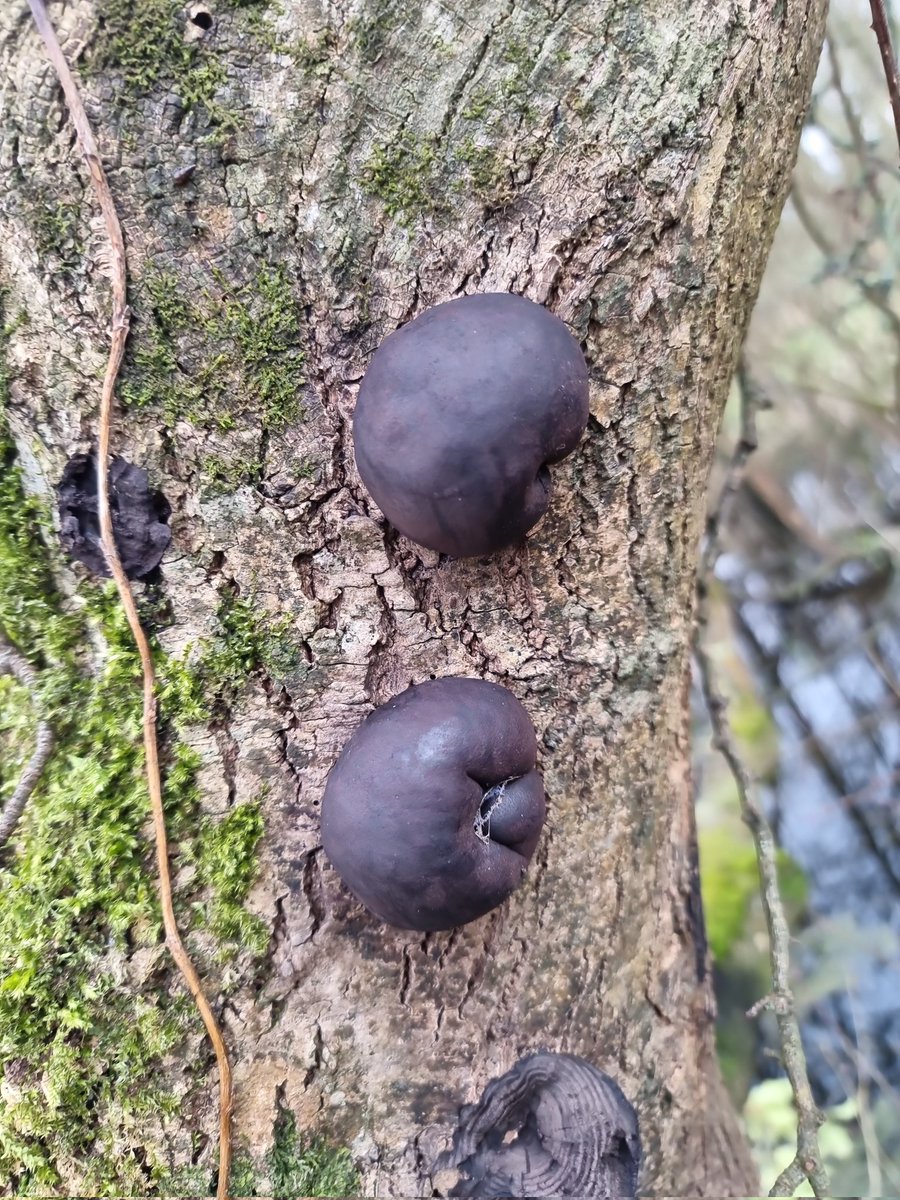 respecting nature tweet media