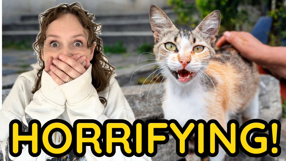 The most HORRIFYING fact about cats! 😱😱😱 youtu.be/-gLe_l4mTv0?si… via <a href="/YouTube/">YouTube</a> #catvideos #catfacts