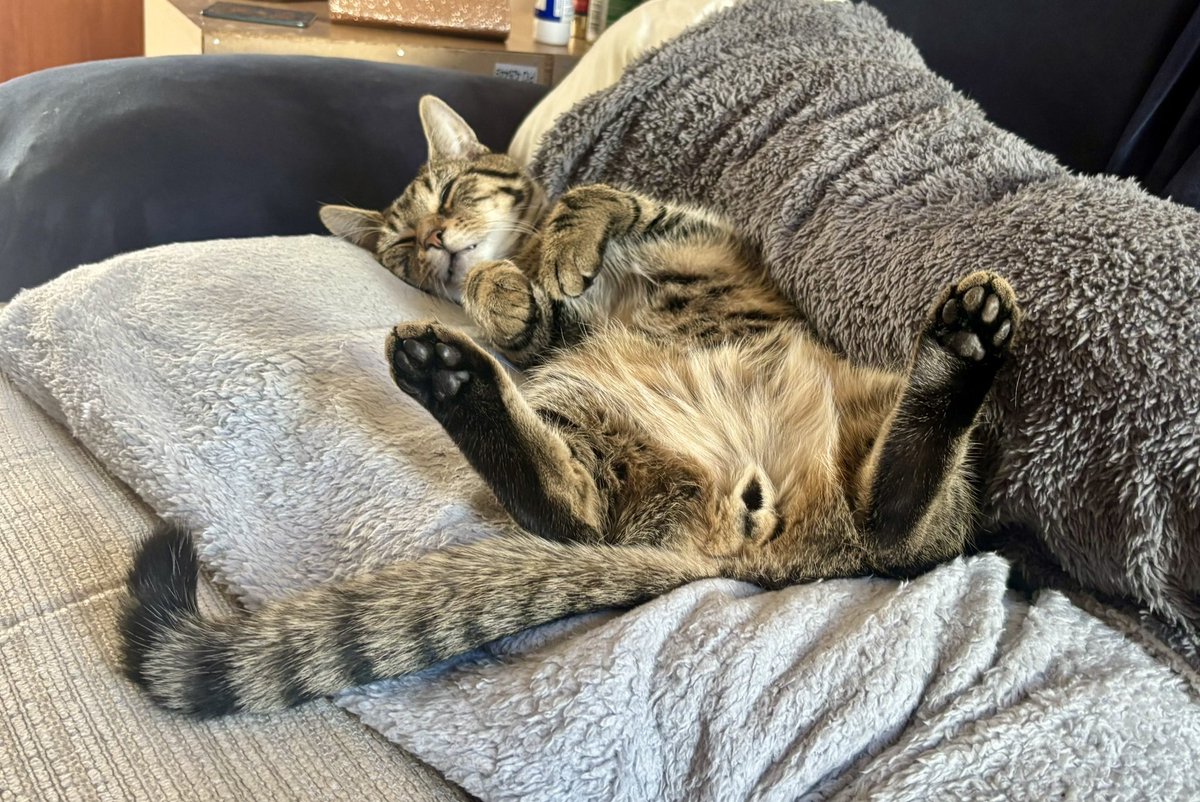 Gwenelope's tweet photo. Hero of the day is @_kevinmcl for giving @oldandrewuk & I a lift from #ResearchEdBrum back to University station in Brum. In thanks, hereβs a cute (& a bit funny) picture of Errol kitten, Kevin. https://t.co/czWVdd9WL4