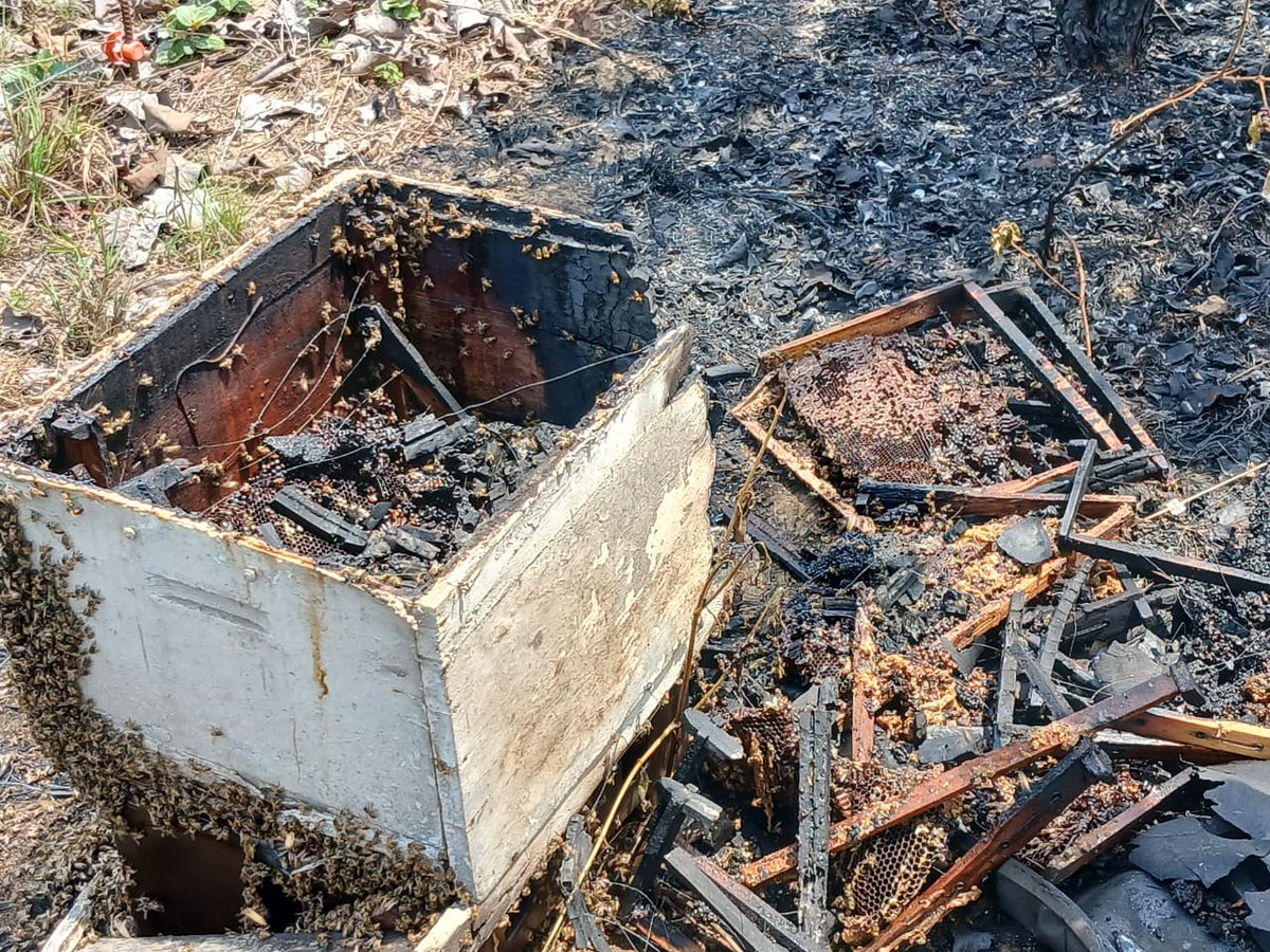 Luis Domingo Gómez Maldonado tweet media