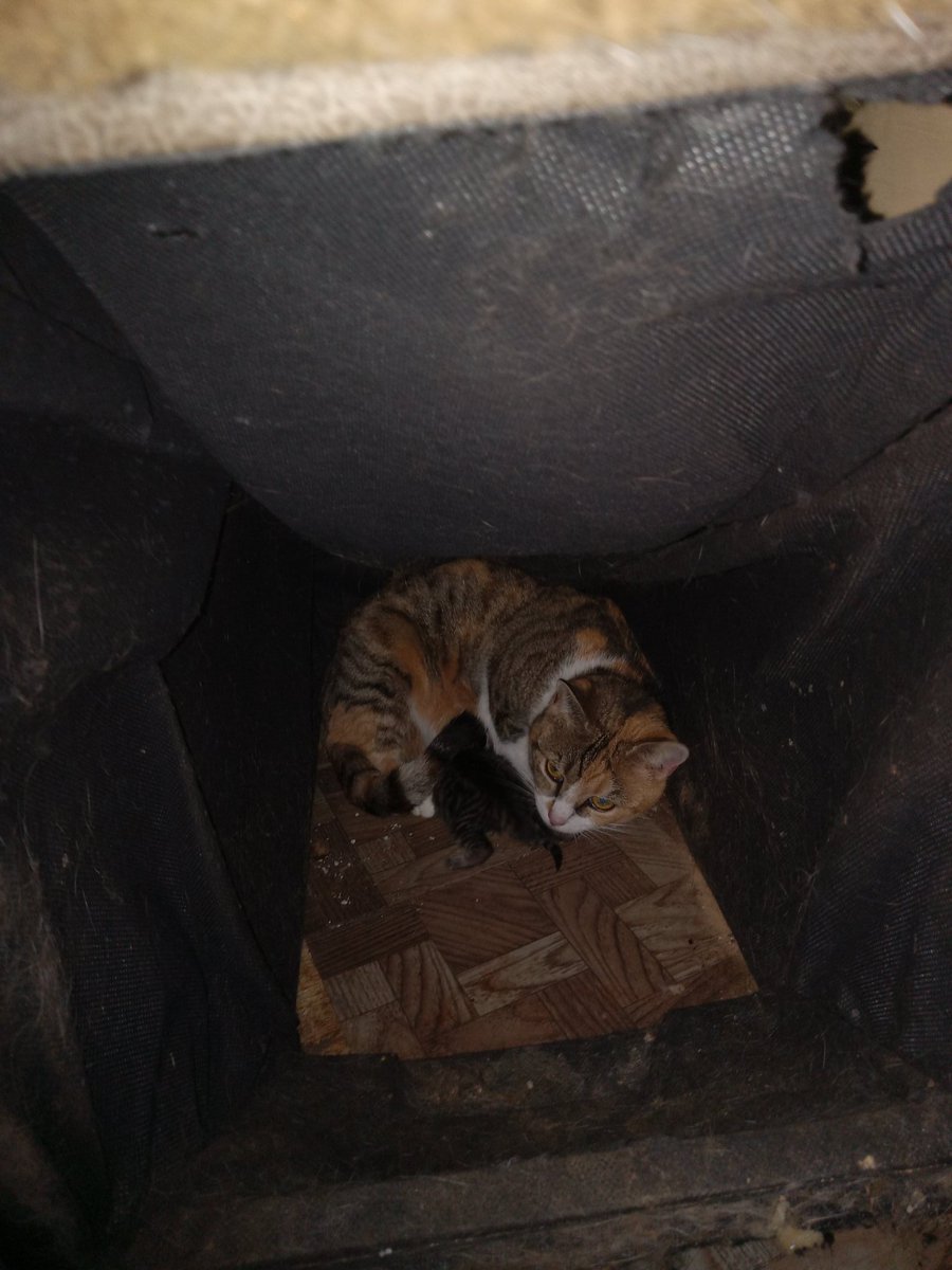 The little feral girl that took up at my house, that I managed to get inside, had one little baby! Both mama and baby are doing fine. Her name is Emma. I don't know what the baby is so I haven't named it yet.