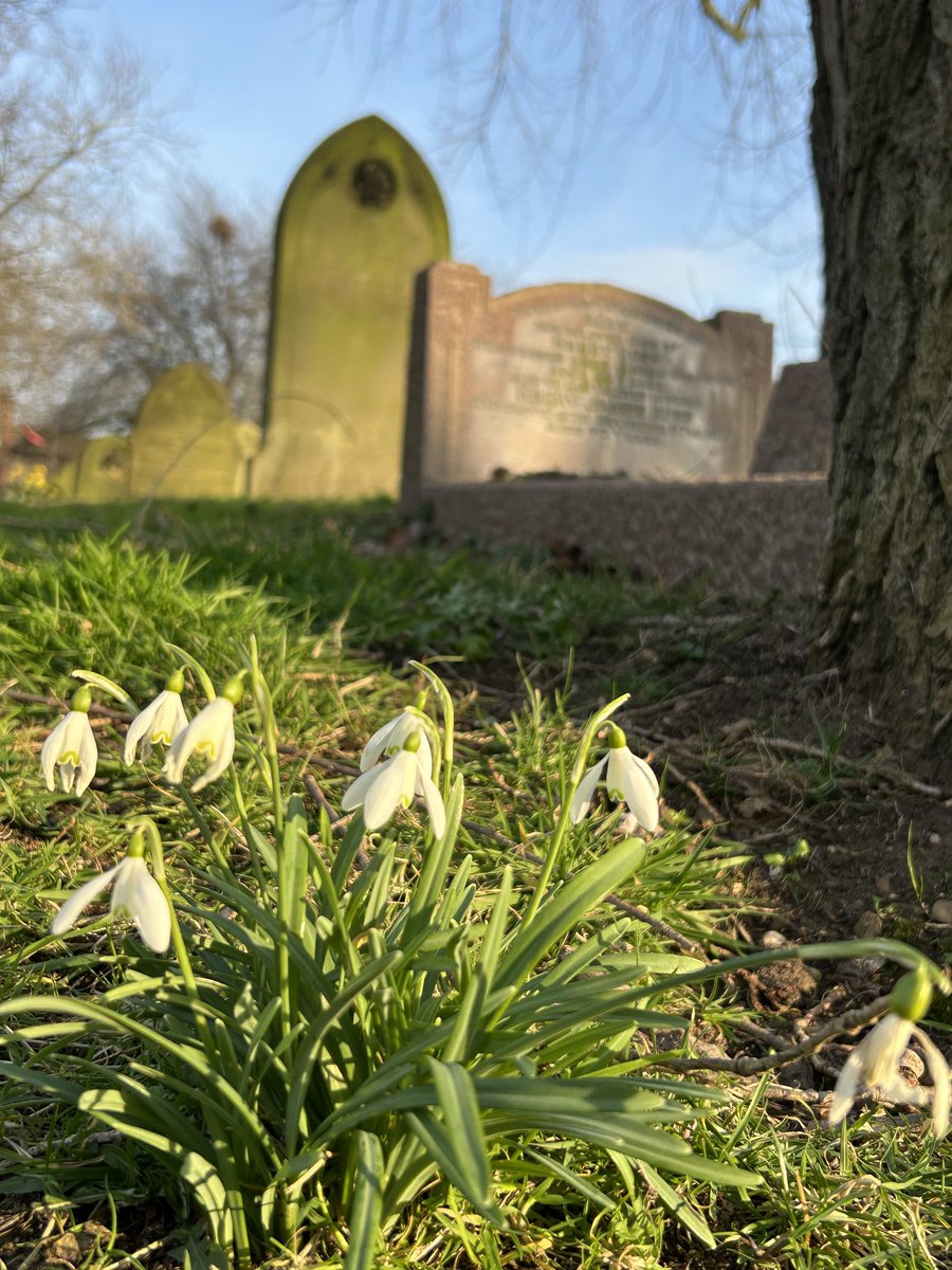 Snowdrop hunt in Warstone Lane cemetery today. More crocuses, daffs + irises than snowdrops.
⁦<a href="/JQCemeteries/">Jewellery Quarter Cemeteries Project</a>⁩ ⁦<a href="/JQresearchtrust/">Jewellery Quarter Research Trust</a>⁩ ⁦<a href="/MyJQ/">My Jewellery Quarter</a>⁩