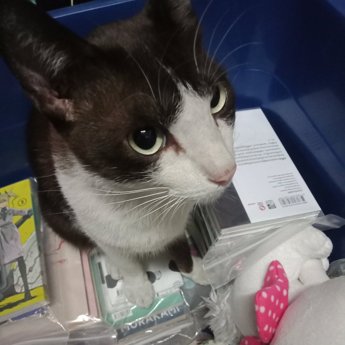 🍒𓄹 ⊹ .𝙘𝙝𝙚𝙧𝙧𝙮 𝙛𝙡𝙖𝙫𝙤𝙧𝙚𝙙. ꈍᵕꈍ˖ 𖧷 tweet media