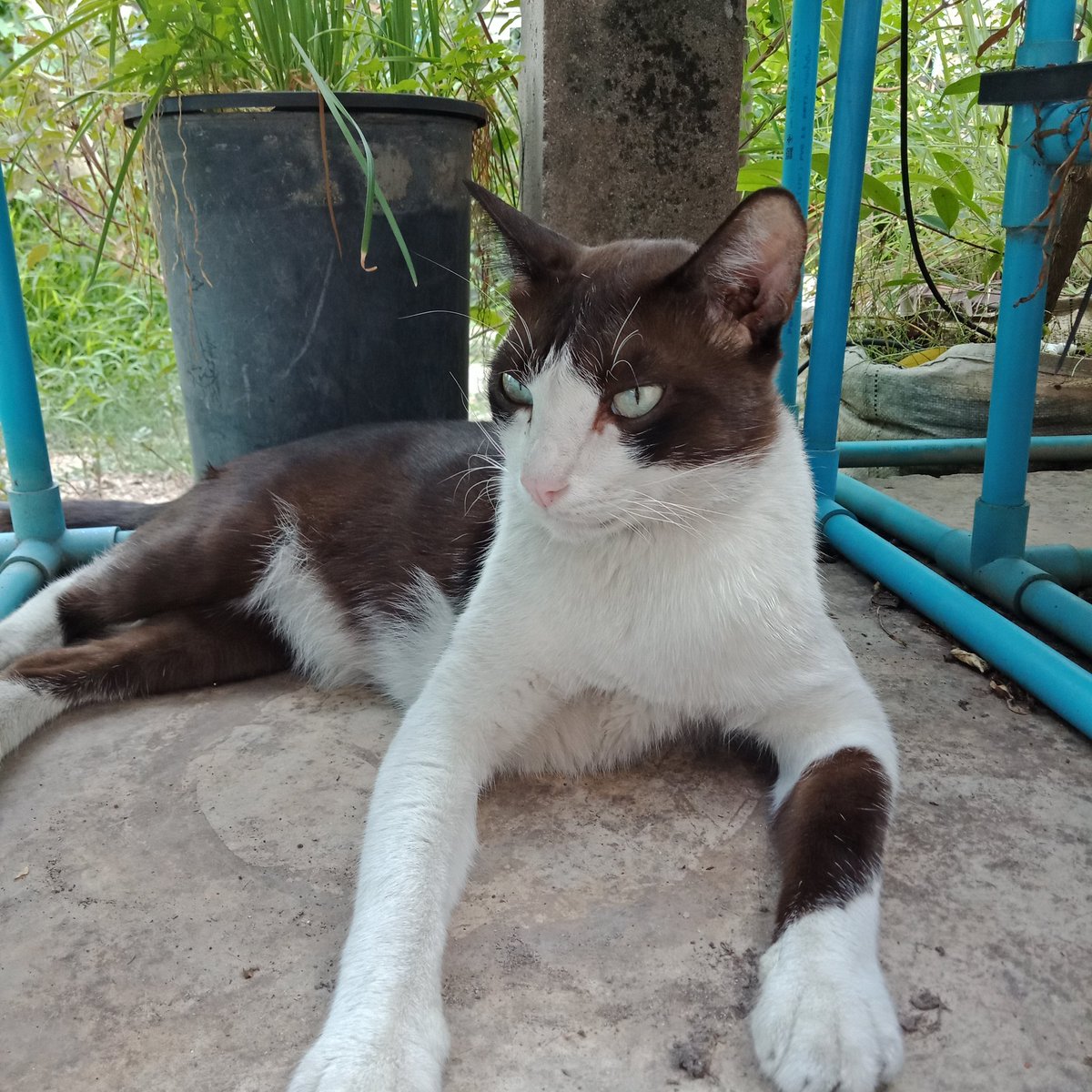 🍒𓄹 ⊹ .𝙘𝙝𝙚𝙧𝙧𝙮 𝙛𝙡𝙖𝙫𝙤𝙧𝙚𝙙. ꈍᵕꈍ˖ 𖧷 tweet media