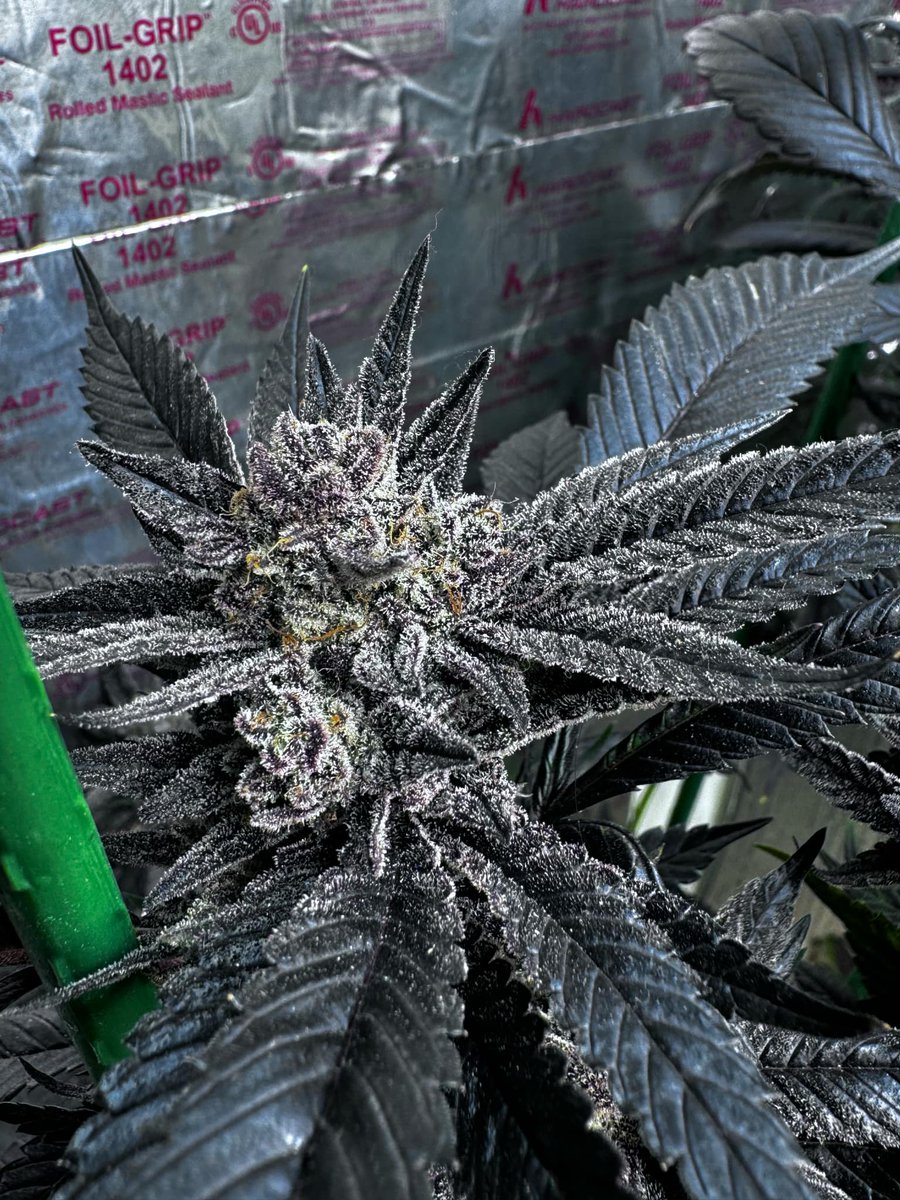 Night Hawk 
Kandahar Black x Greasy Breath 
Bred by us 
Grown by <a href="/Biggiestashjar/">Biggie’s Stash</a> who killed it once again!
🙂💚🤙