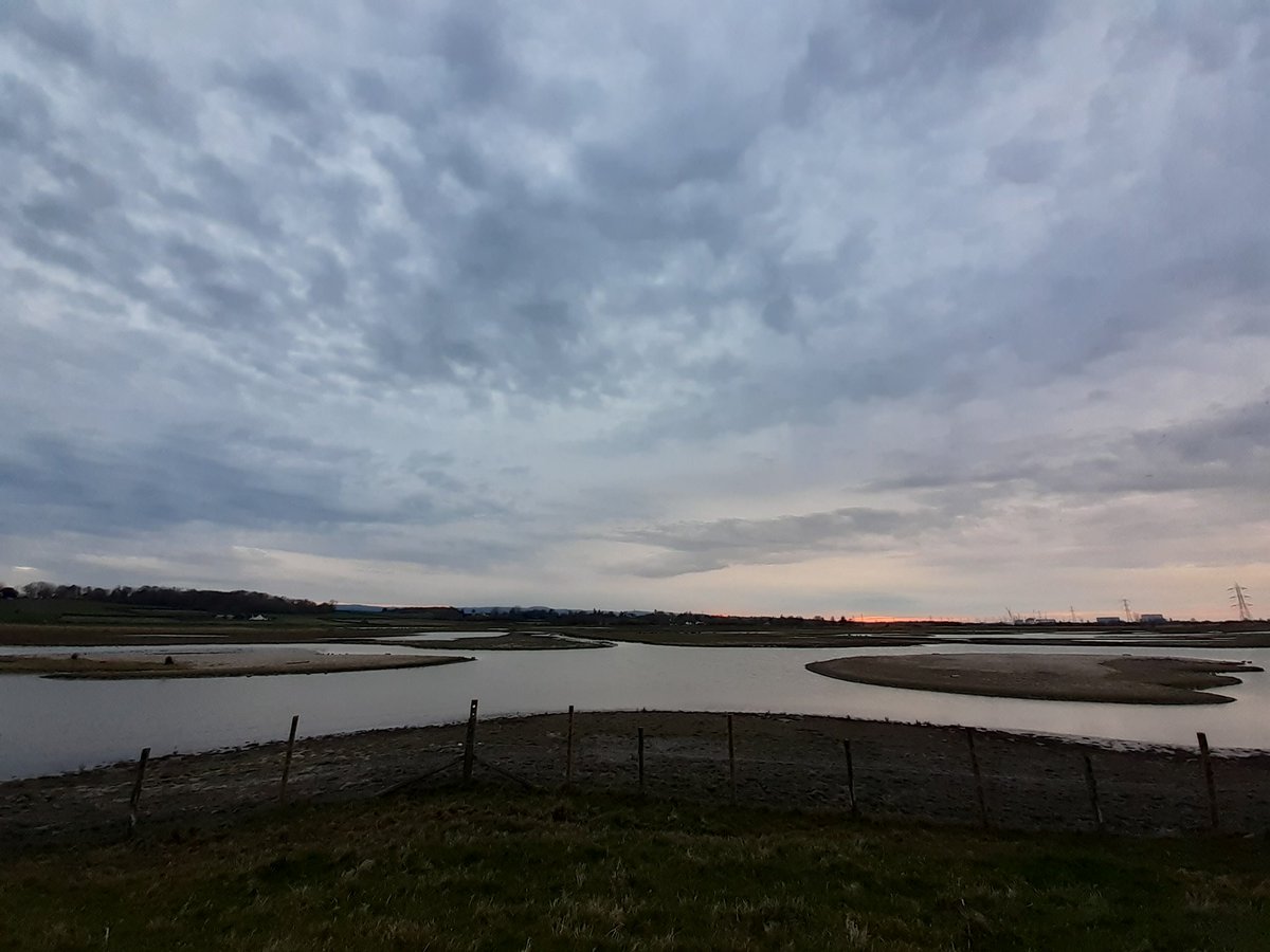 4 spoonbills, pintail, teal, wigeon, shoveler, avocet and oystercatchers on Otterhampton Marsh tonight!