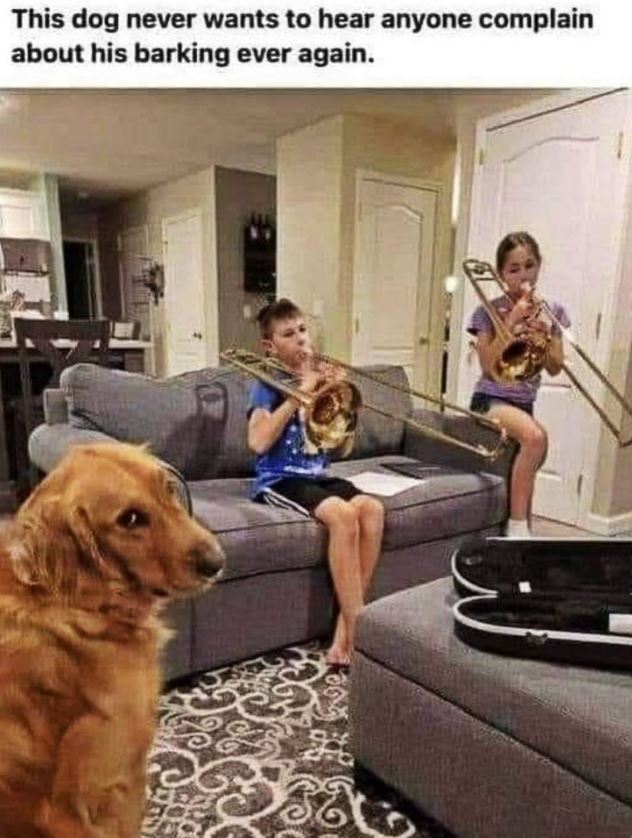 The Dalbo Dog (@dalbodog) on Twitter photo 