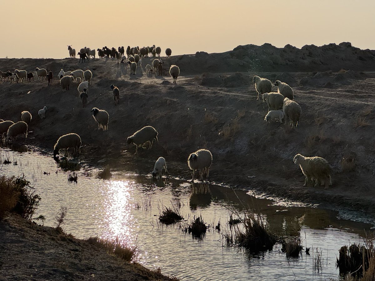 RuBab - Survey and Excavation in Rural Babylonia (@rubab1439359582) on Twitter photo Scenes from Daily Life in Rural Babylonia! <a href="/RuBab1439359582/">RuBab - Survey and Excavation in Rural Babylonia</a> Scenes from Daily Life in Rural Babylonia! <a href="/RuBab1439359582/">RuBab - Survey and Excavation in Rural Babylonia</a>