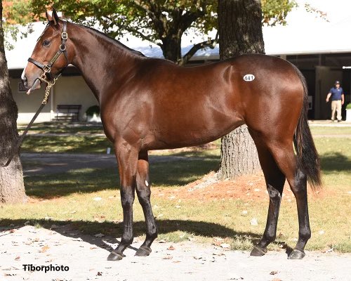 Little Blue Bird Stables (@lbbstables) on Twitter photo Any time you can get them from this (Yearling sale) to the entries it’s a small victory. Our filly, Full Pour, makes her debut in the 7th race at the Big A with <a href="/romeronlsa/">Romero Maragh</a> aboard. Best of luck to our Partners!
Oh and <a href="/andyserling/">Andy Serling</a> and <a href="/OutrunTheOdds/">Sara Elbadwi</a> - you’re both invited to our Any time you can get them from this (Yearling sale) to the entries it’s a small victory. Our filly, Full Pour, makes her debut in the 7th race at the Big A with <a href="/romeronlsa/">Romero Maragh</a> aboard. Best of luck to our Partners!
Oh and <a href="/andyserling/">Andy Serling</a> and <a href="/OutrunTheOdds/">Sara Elbadwi</a> - you’re both invited to our