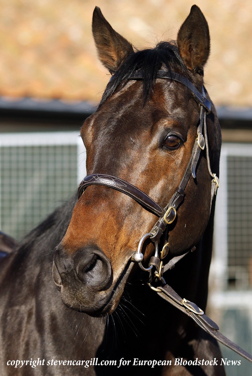 Steven Cargill (@steven_cargill) on Twitter photo 7yo UBETTABELIEVEIT <a href="/Tattersalls1766/">Tattersalls</a> recently. The son of Kodiac won the G2 Flying Childers Stakes for <a href="/RacingNigel/">Nigel Tinkler Racing</a>. He now stands <a href="/MickleyStud/">Mickley Stud</a> and his first crop are 2yos. 7yo UBETTABELIEVEIT <a href="/Tattersalls1766/">Tattersalls</a> recently. The son of Kodiac won the G2 Flying Childers Stakes for <a href="/RacingNigel/">Nigel Tinkler Racing</a>. He now stands <a href="/MickleyStud/">Mickley Stud</a> and his first crop are 2yos.