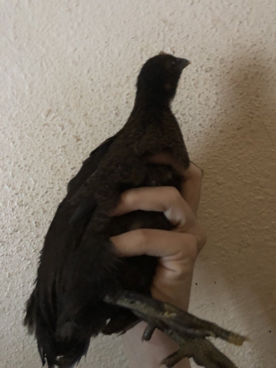 badrechicken's tweet photo. i found a big bug https://t.co/z7PujRw0h5