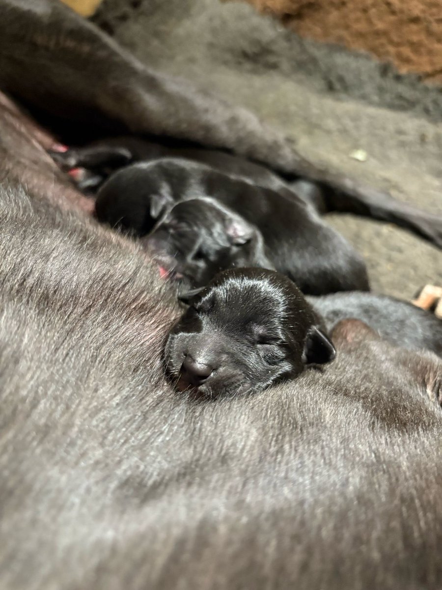 George Watson tweet media