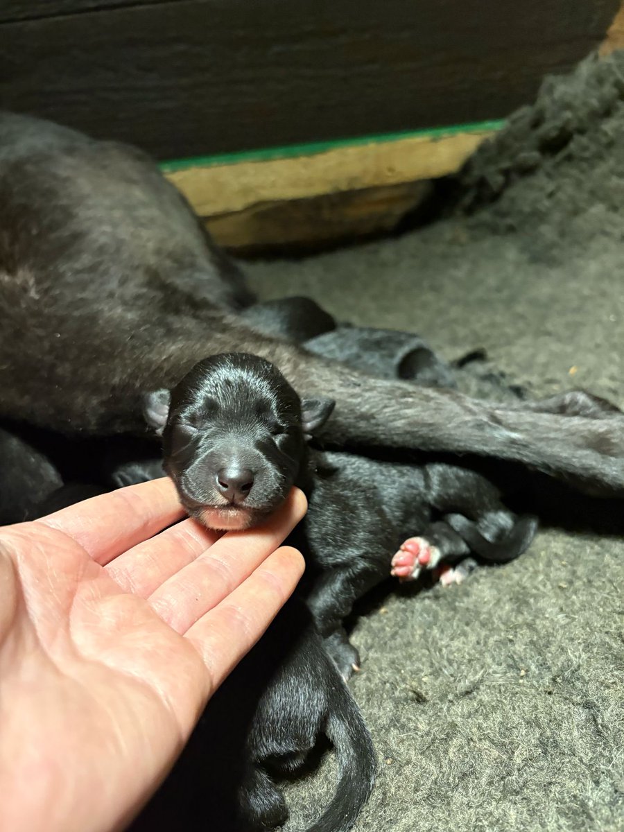 George Watson tweet media