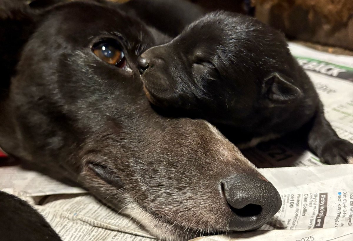 George Watson tweet media