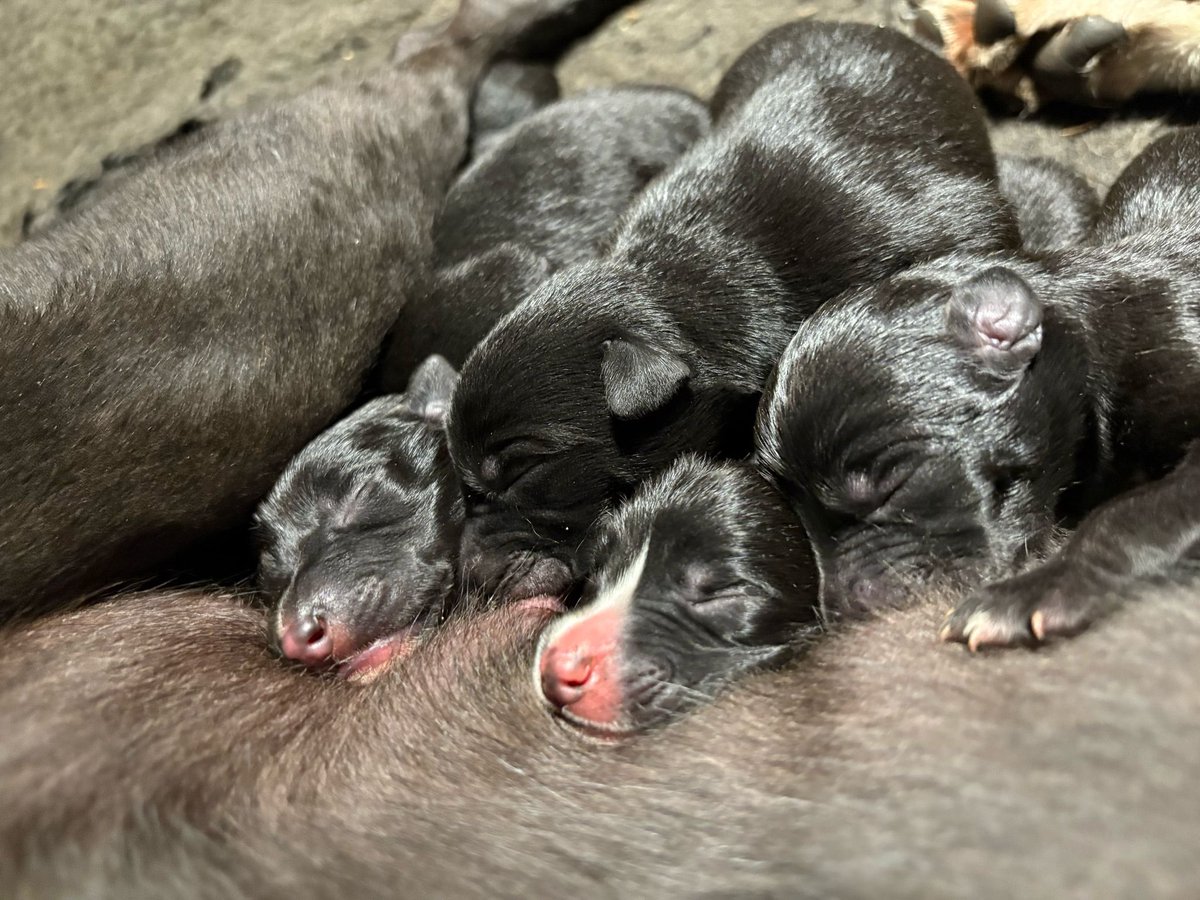 George Watson tweet media