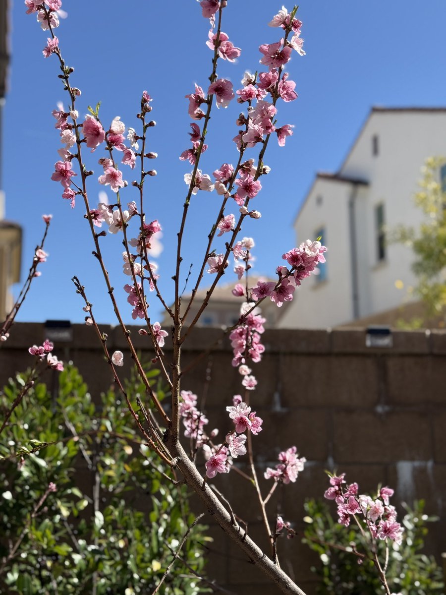Bahar gelmiş, hoş gelmiş…Elbet bir gün memleketime de bahar gelecek! Gönüller, ümitler, insanlık bu fidan gibi çiçek açacak.