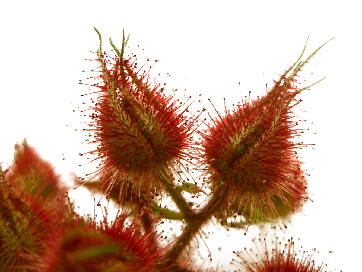 Love wineberries. They've taken over Northeastern forest understories. Gathering them helps keep their seed bank at bay, so eat as many as you can! You can tell wineberries apart from other brambles by the sheath around the fruit; they look like carnivorous plants