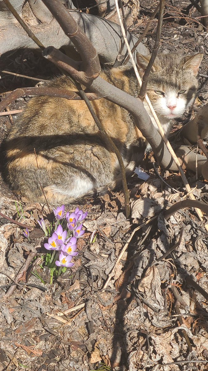 While it doesn't quite feel like spring today in NYC, the Crocuses blooming are a sign that it's not far away. Our neighborhood stray cat seems to approve as well.