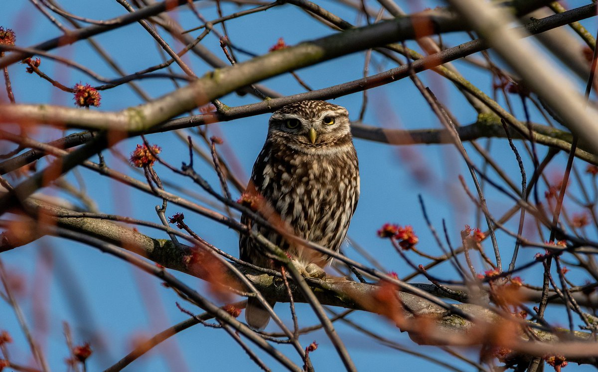 A very inquisitive Little Owl this afternoon 🙂