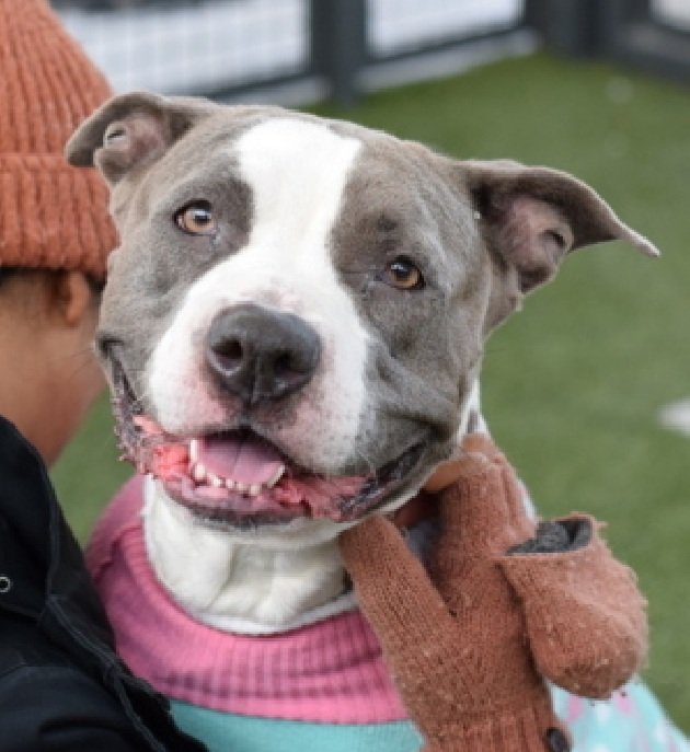 Julie🌻🐾 (@myboxerluvmac1) on Twitter photo 💔Umay💔
#NYCACC #217015 4yy
▪️KILL COMMAND ❗️
Precious sweetie's💔, 
set 2 die!
Affectionate, playful, loving.
Deserves loving, N.East #Foster, 2 decompress + blossom, not death, as yr 1 and only 4 now.
DM <a href="/notthesameone2/">Not the Same</a>
Pls #Pledge4Rescue
💞U 💔Umay💔
#NYCACC #217015 4yy
▪️KILL COMMAND ❗️
Precious sweetie's💔, 
set 2 die!
Affectionate, playful, loving.
Deserves loving, N.East #Foster, 2 decompress + blossom, not death, as yr 1 and only 4 now.
DM <a href="/notthesameone2/">Not the Same</a>
Pls #Pledge4Rescue
💞U