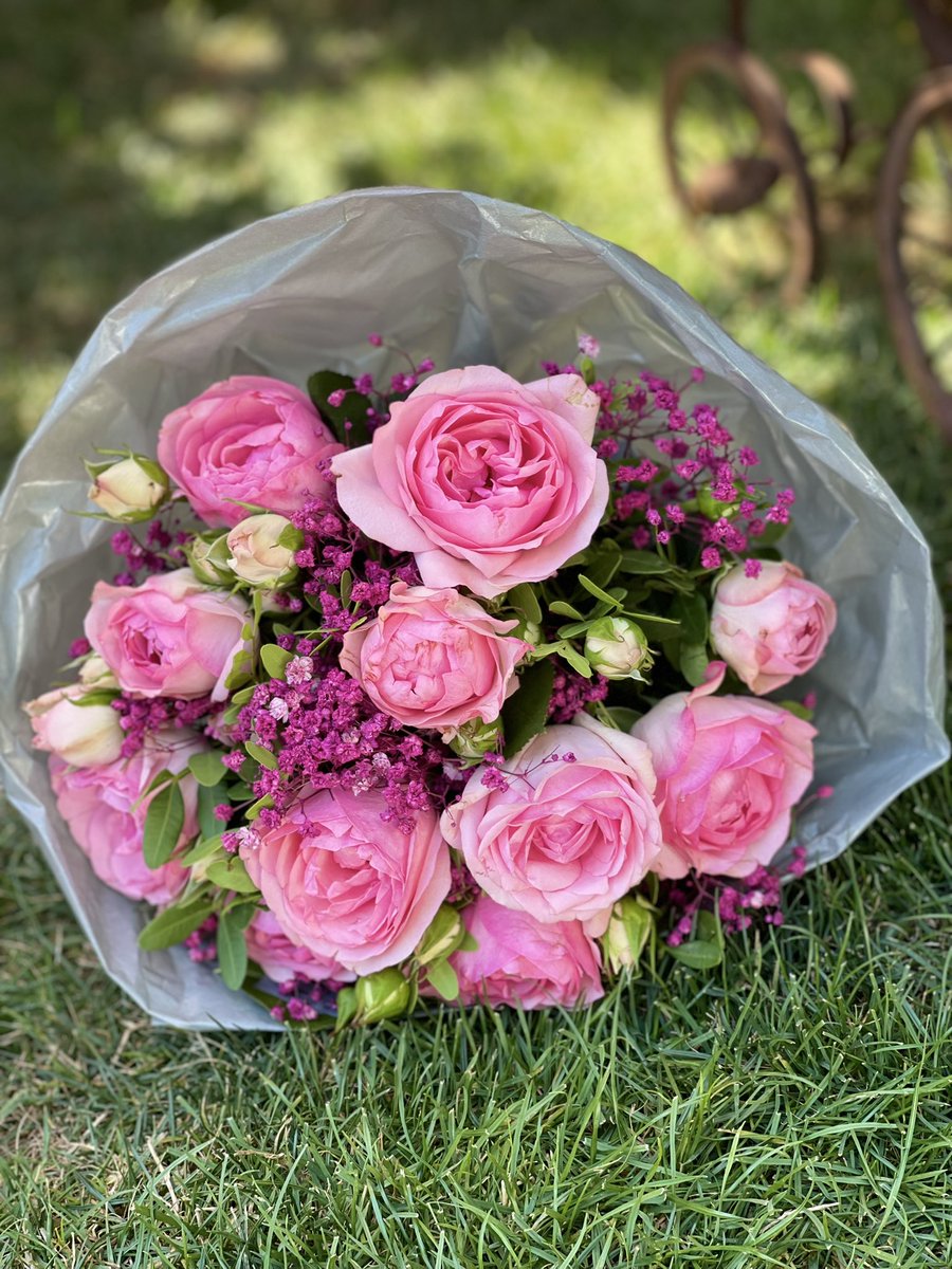 lobo1966 solitario tweet media