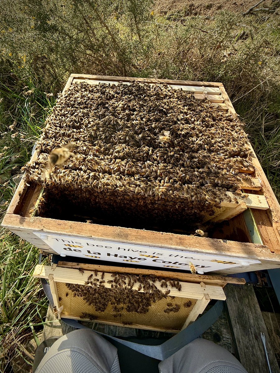 Foxes Afloat tweet media