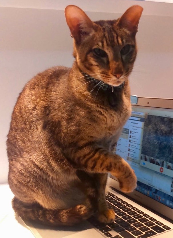 Amanda Bell (@gagebybell) on Twitter photo I'm thrilled to have a haibun about our screen-loving cat, Tamburlaine the Great, on <a href="/RTESunMisc/">Sunday Miscellany</a> tomorrow morning. I'm thrilled to have a haibun about our screen-loving cat, Tamburlaine the Great, on <a href="/RTESunMisc/">Sunday Miscellany</a> tomorrow morning.