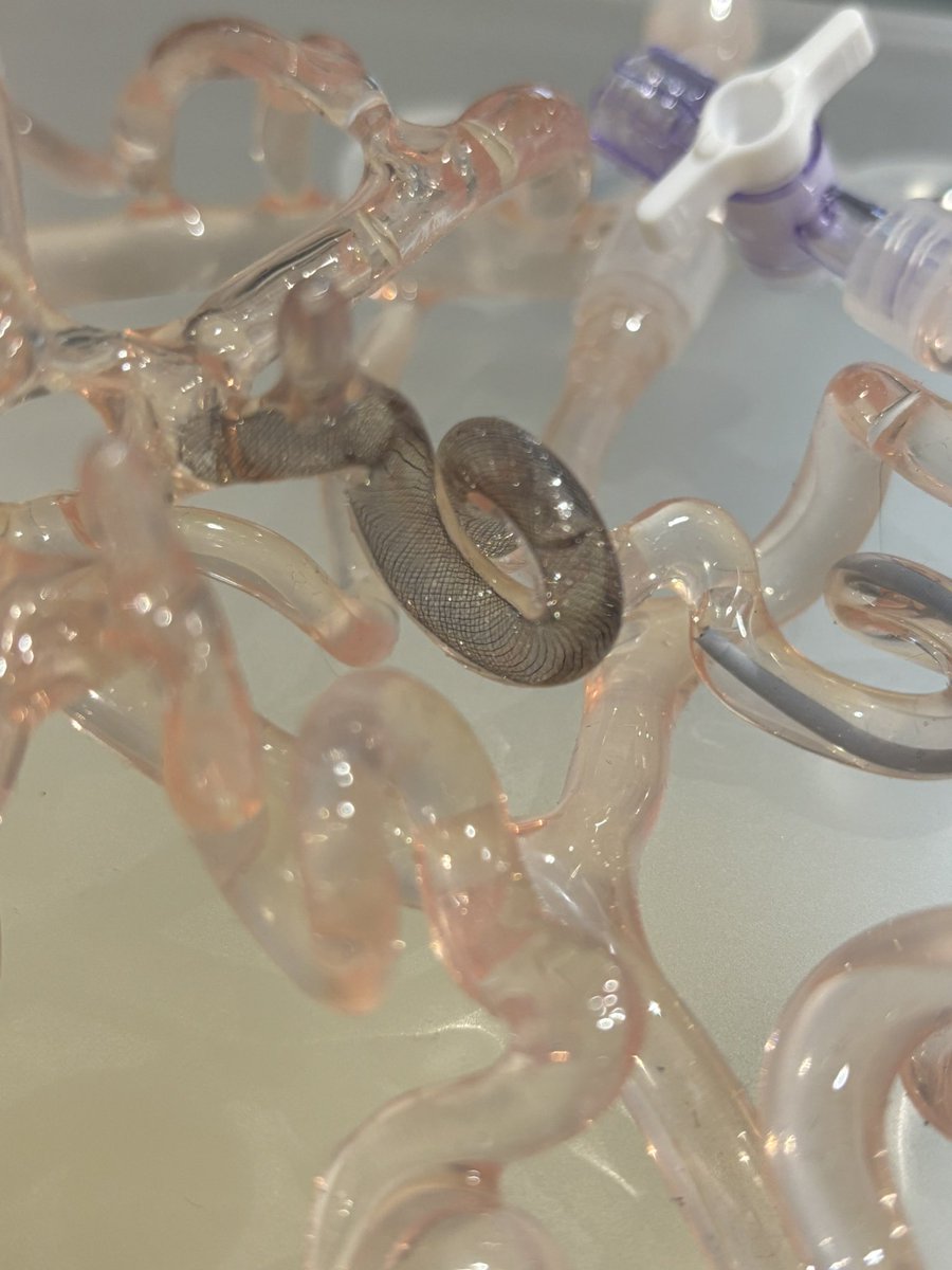 Raymond Catton, MD tweet media