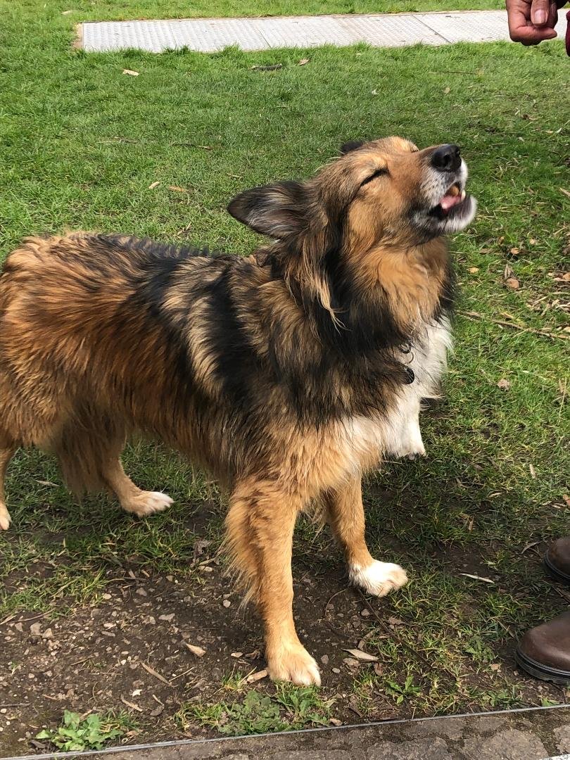 Give us this day our daily doggie.
#dogs #woof #paws #dogsontwitter #animals #furry #cardiff 
<a href="/BuffytVSSummers/">{ Parody} Buffy, Afterwards</a>