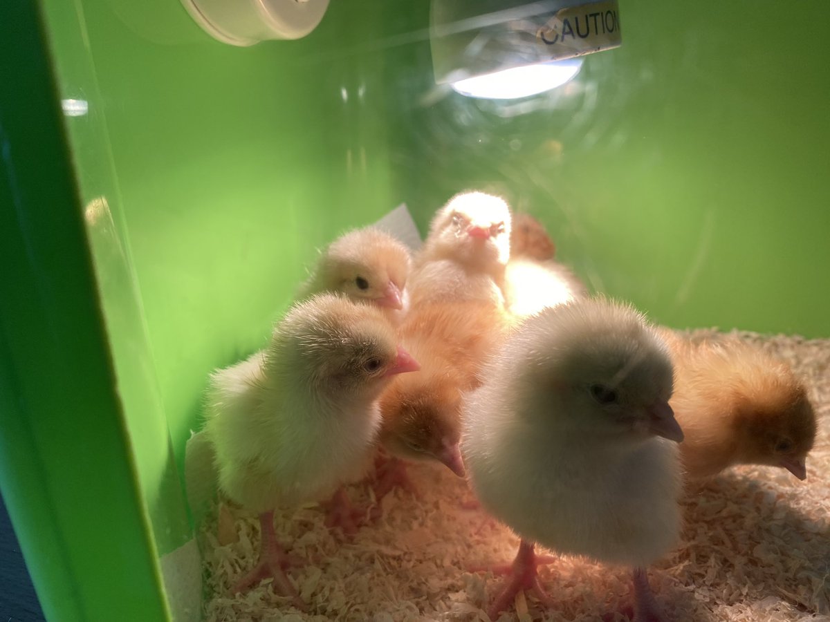 Welling School tweet media