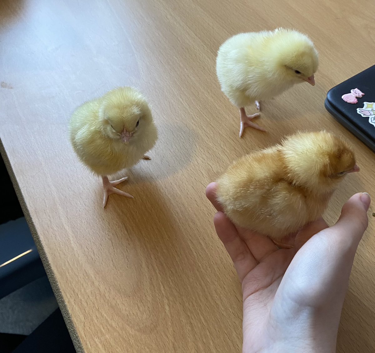 The Elsa Centre students at Welling have been engaging in a chicken hatching experience via a service called ‘The Happy Chick Company'. The experience enables students to learn about, empathise, bond with and respect animals. We had 8 chicks hatch on Wednesday.

#oneTKATfamily