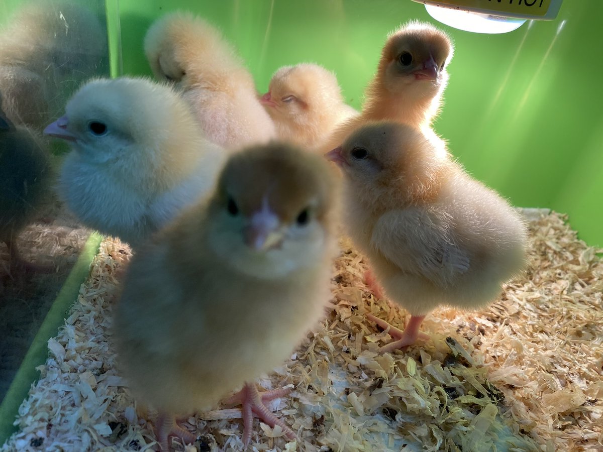 Welling School tweet media