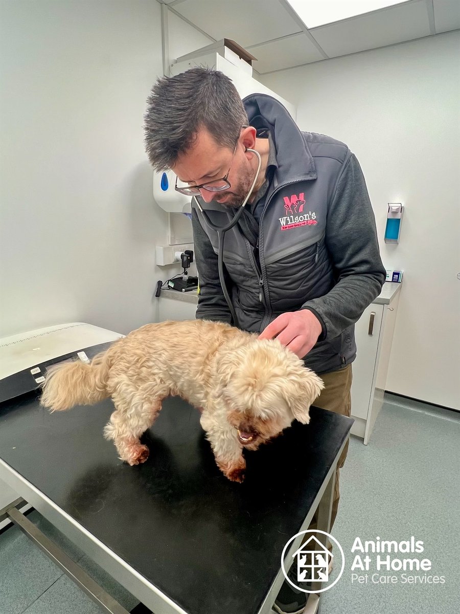 animalsathomenw's tweet photo. Did you know we can attend vet appointments on your behalf if you are unable?

Our animal ambulance can collect your pet and bring them home after the consultation.

Call us on 03301 33119 https://t.co/VjwYmeBEcT https://t.co/j7P7xfoynG