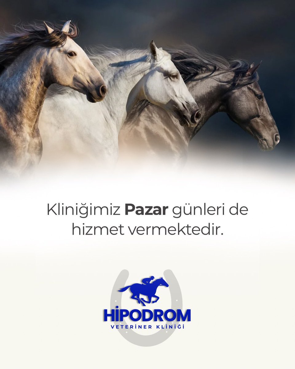 hipodromveterinerklinigi.com