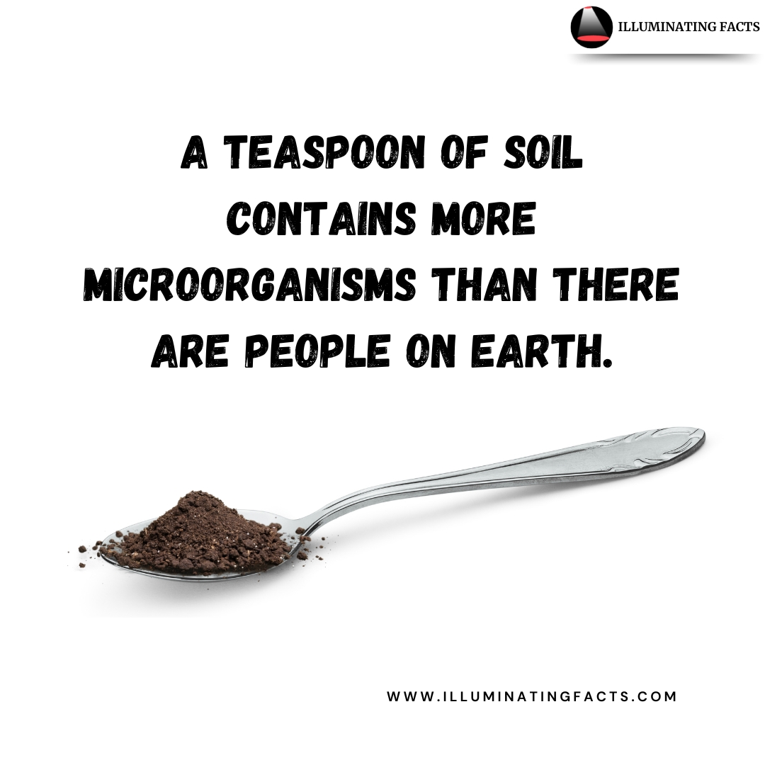 itsmrpopculture's tweet image. Did you know? 🌱 A teaspoon of soil contains more microorganisms than there are people on Earth! 😲
Microbes are the foundation of life—respect the soil!
#Microbiology #NatureFacts #ScienceIsAwesome #DidYouKnow #EnvironmentalScience
